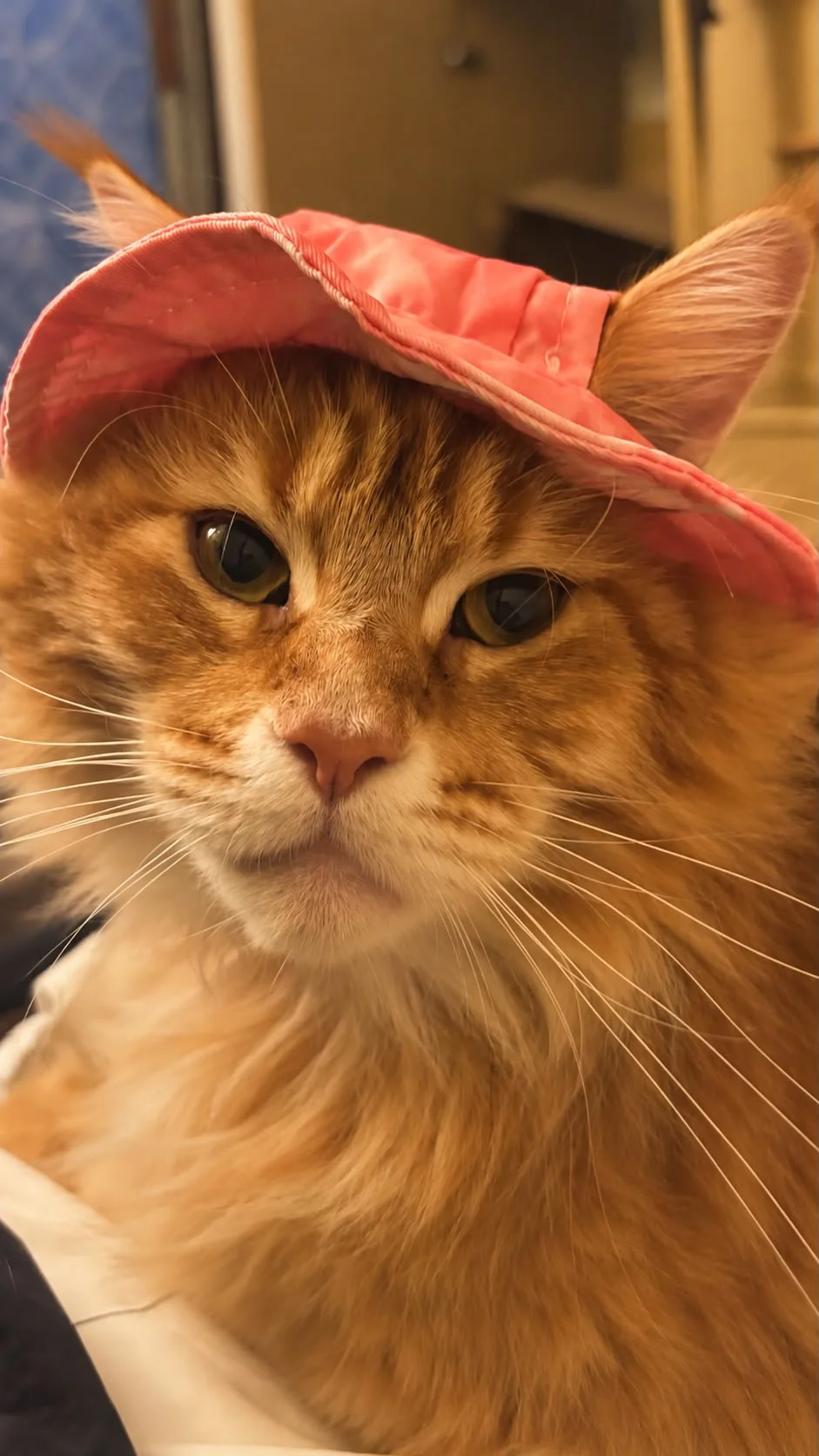 Tora